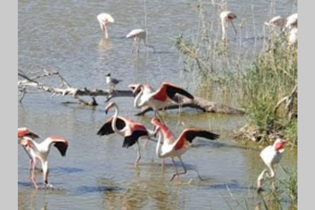 Pepa. En El Corazón Del Delta. Sant Jaume d'Enveja